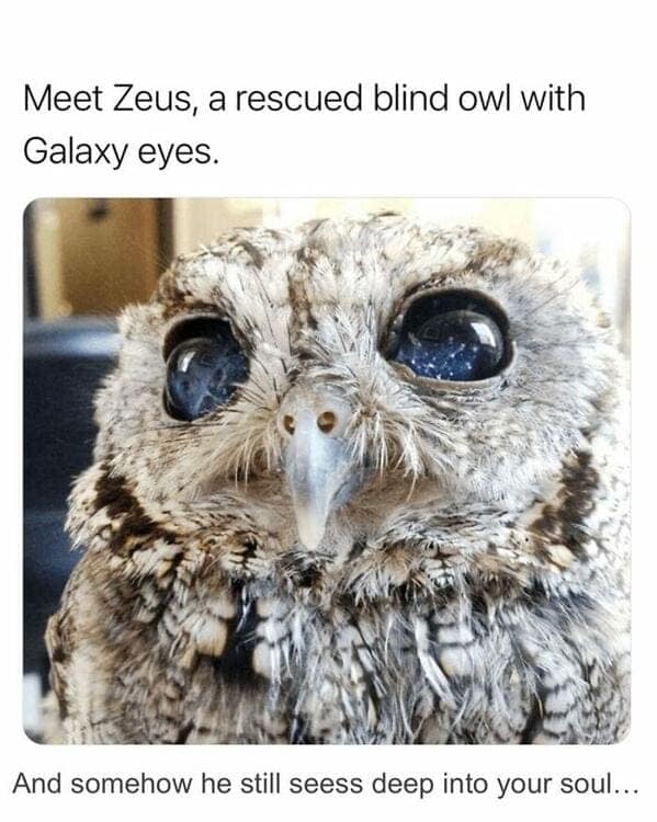 Zeus the rescued blind owl showing off his stunning starry galaxy eyes. Beautiful nature and wildlife photography.