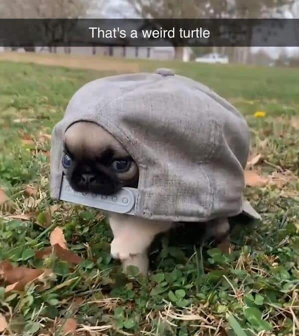 Tiny pug puppy wearing a large grey baseball cap like a shell. Funny joke calling the dog a weird turtle.