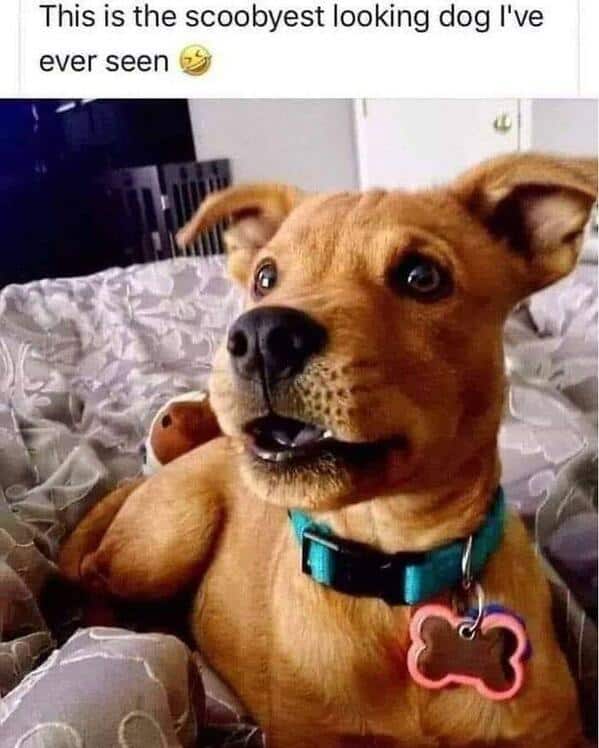 Brown puppy wearing a blue collar and bone tag that looks exactly like a real life Scooby Doo.
