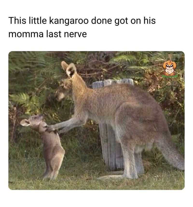 Mother kangaroo holding a joey by its arms, appearing to scold the mischievous little kangaroo.