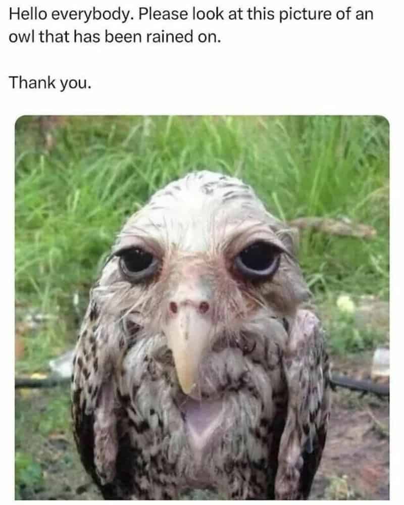 Close-up of a soaking wet, miserable-looking owl after being caught in a rainstorm.