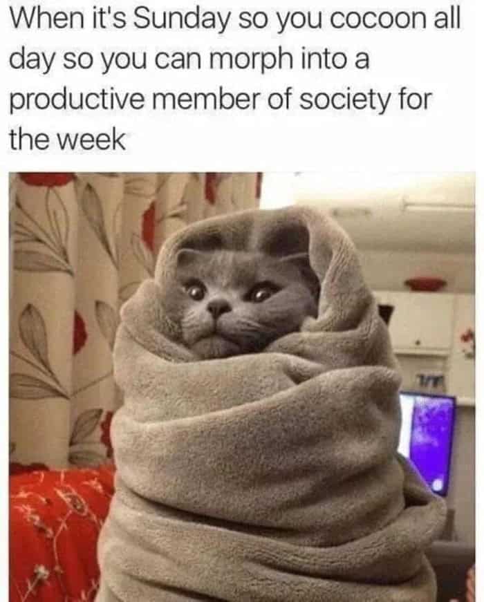 A highly relatable weekend funny memes about work showing a grey cat tightly wrapped in a blanket, representing the need to "cocoon all day" on Sunday just to gather the mental energy to morph into a productive society member for the week.