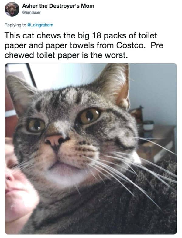Asher the Destroyer's Mom tweet featuring a tabby cat that shreds bulk Costco toilet paper packs.