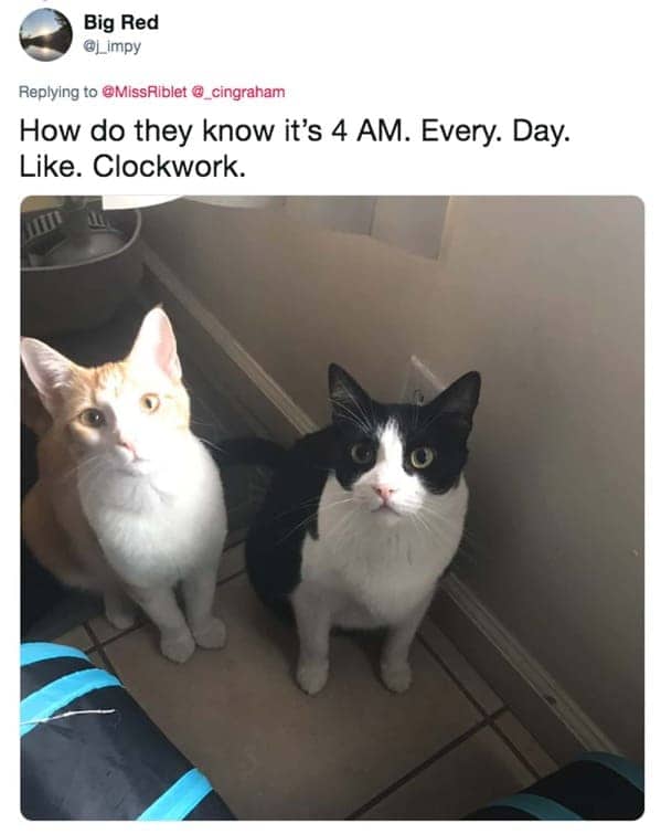 Big Red tweet featuring two cats that wake their owners up at 4 AM every single day.