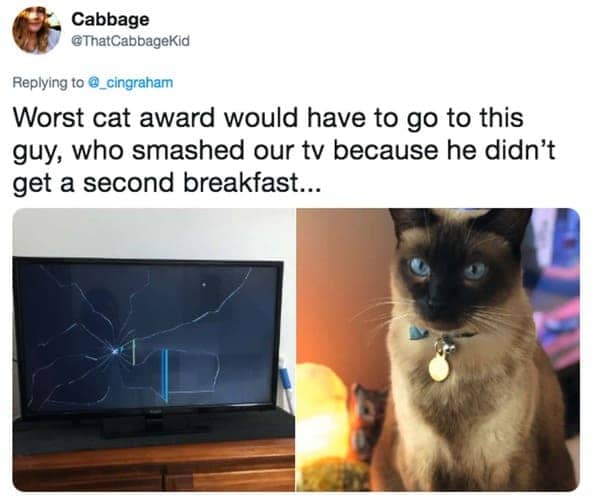 Cabbage tweet showing a Siamese cat and a smashed TV screen after it missed second breakfast.