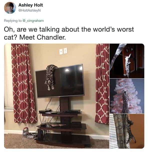 Ashley Holt tweet showing a Bengal cat climbing on top of a television and hanging from curtains.