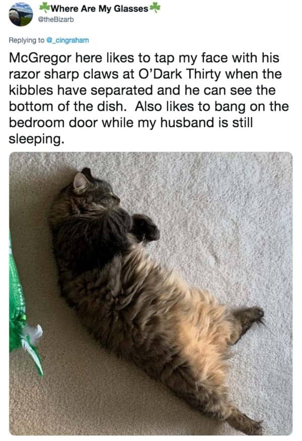 TheBizarb tweet about a fluffy cat named McGregor who taps faces with claws at O-Dark Thirty.