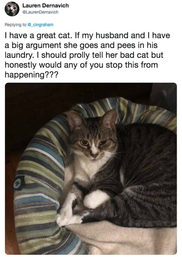 Lauren Dernavich tweet about a tabby cat that pees in the husband's laundry after an argument.