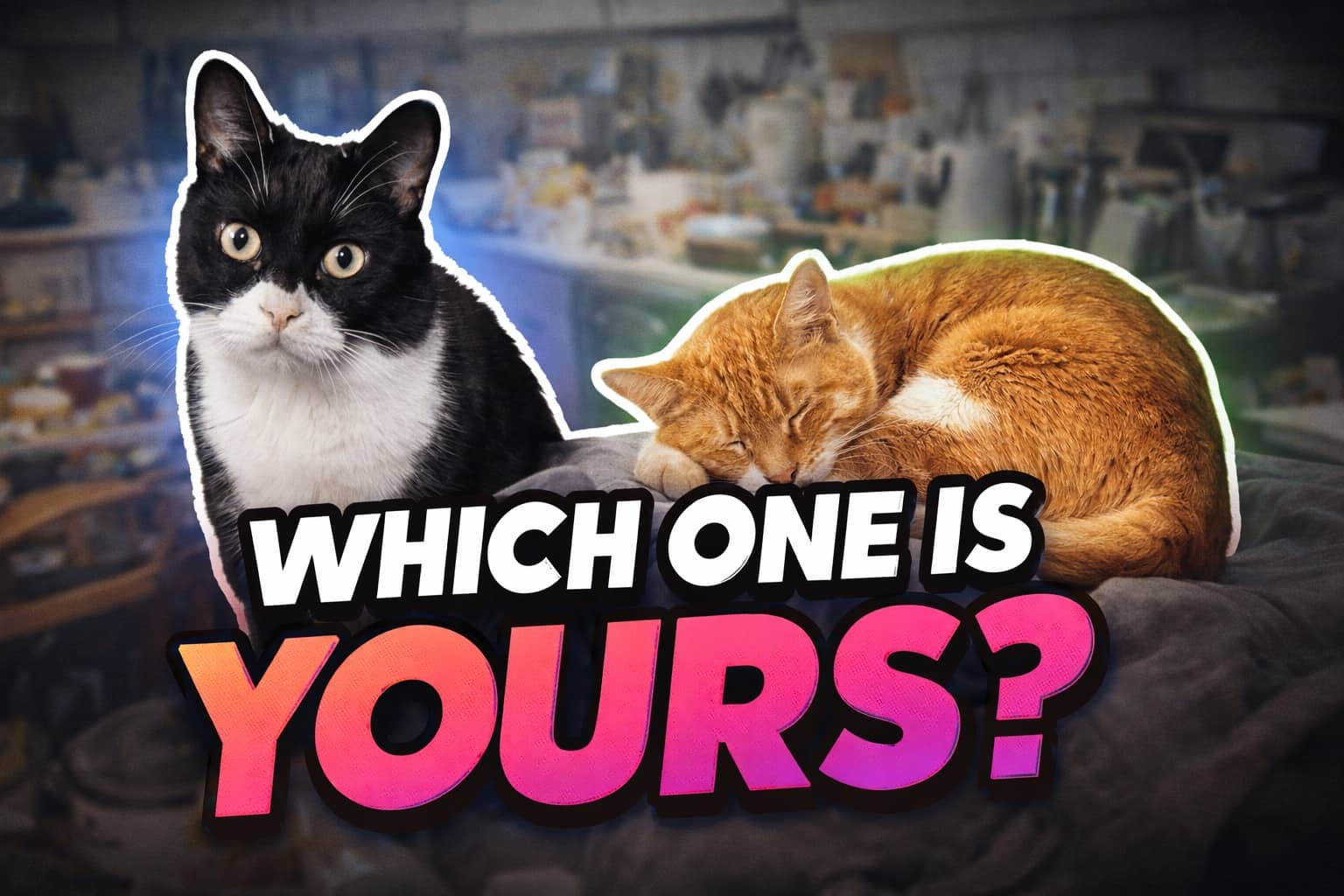 Tuxedo cat and sleeping ginger cat with text which one is yours comparison meme.