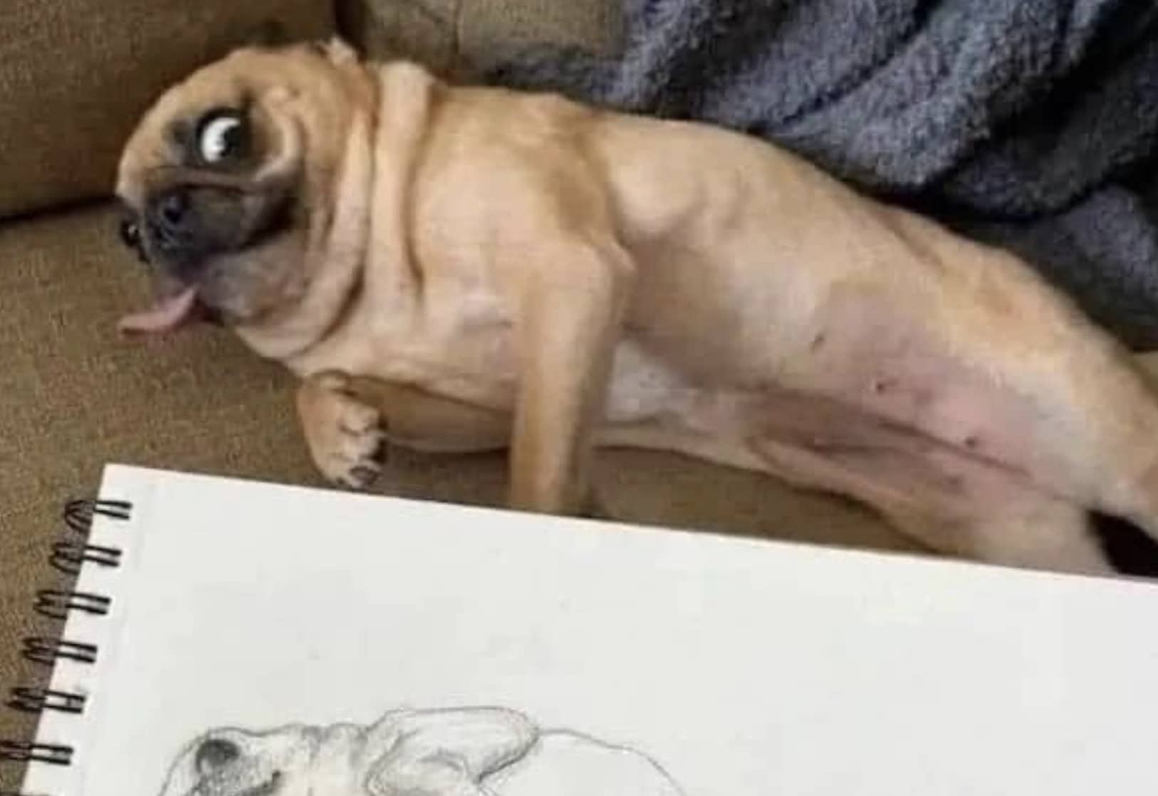 Funny pug dog with tongue out posing next to a pencil sketch of itself.