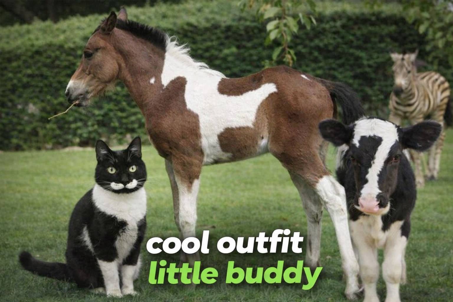 Group of animals with rare birthmarks including a cat with a mustache and a patterned horse.