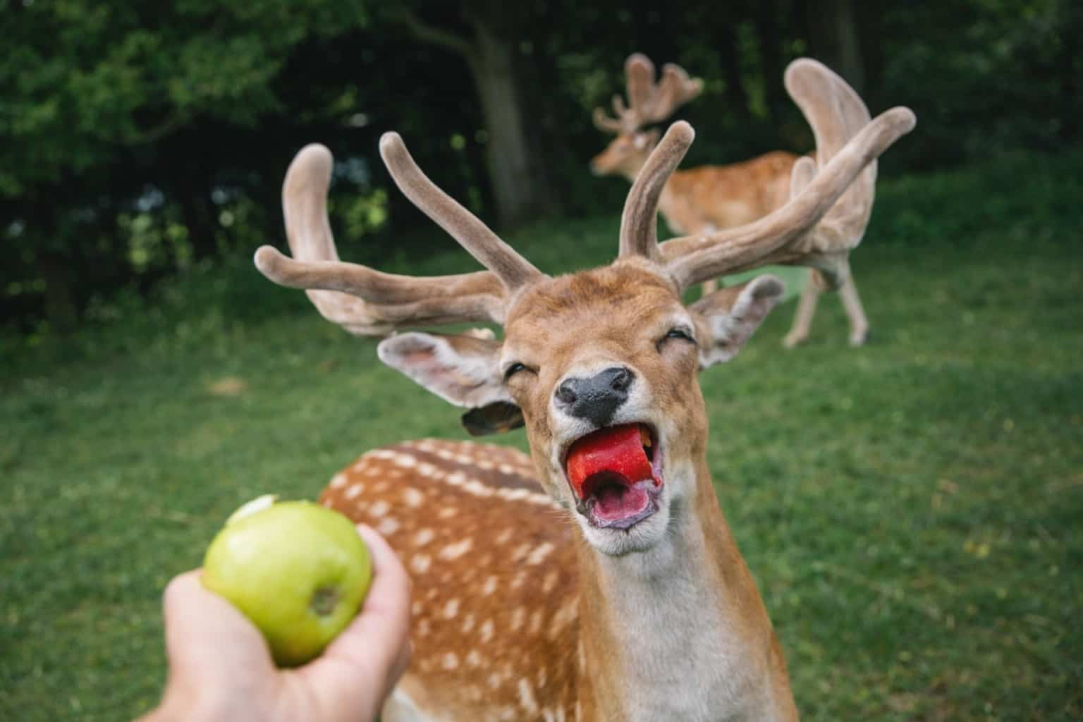 Close-up of a deer with its mouth open eating a red apple for funny animal snapchats.