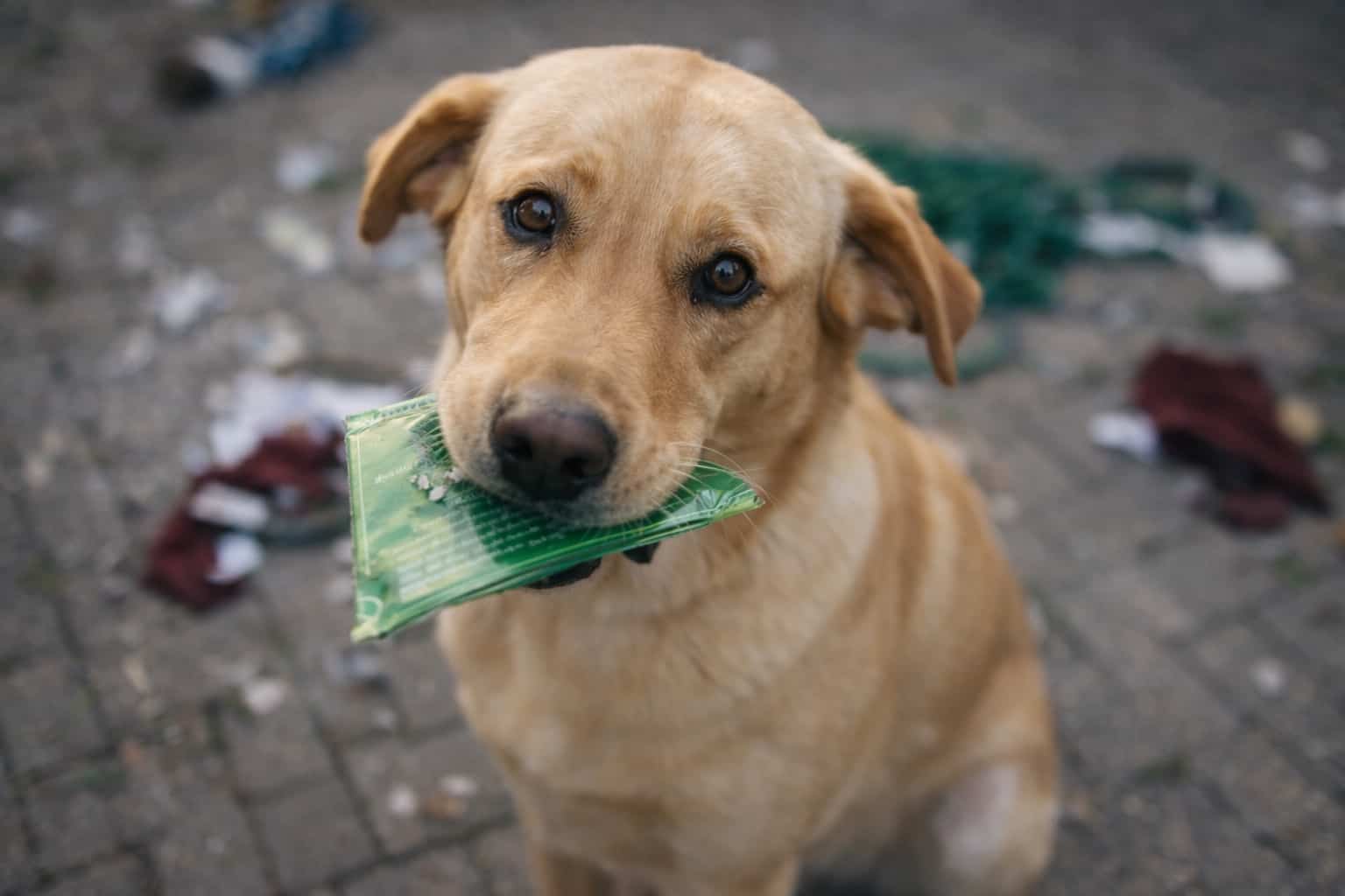 Guilty yellow labrador holding green plastic wrapper in mouth with messy background for dog memes.