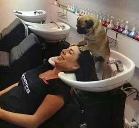A hilarious salon transformation defines this animal meme, where a small pug stands inside a shampoo bowl and uses its paws to wash a laughing woman's hair.