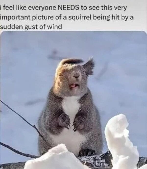 A funny animal meme featuring a fluffy grey squirrel caught in a tiny wind tunnel effect, its fur and ears comically swept back by a sudden gust of wind as it stands in the snow with a dazed, open-mouthed expression.