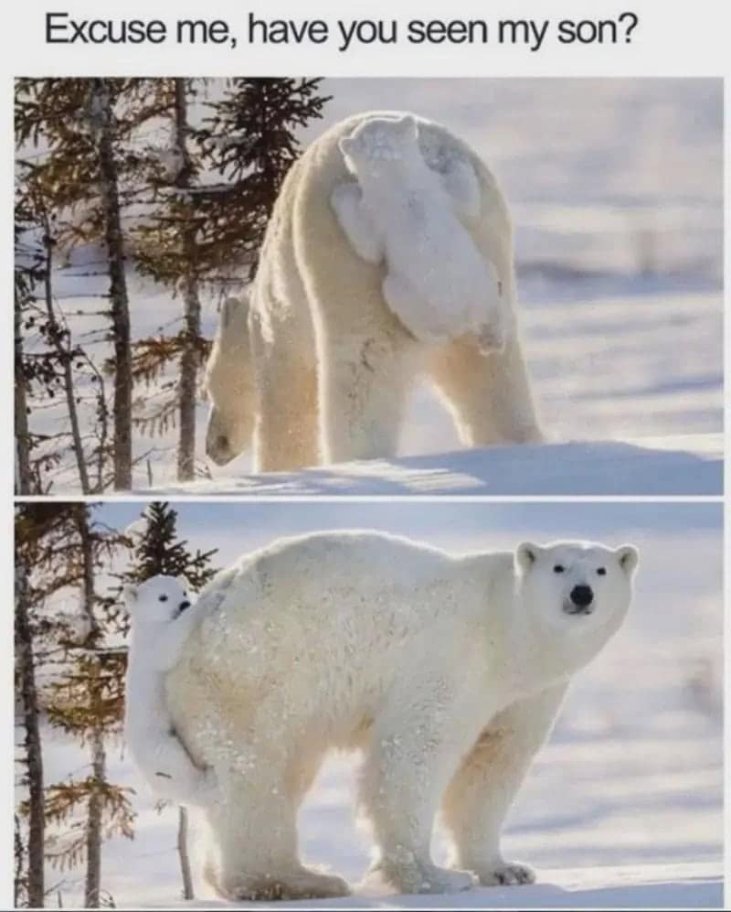 two-panel funny animal meme featuring a confused polar bear mother looking around for her cub, completely unaware that the little cub is hitching a ride by clinging directly to her fluffy rear.