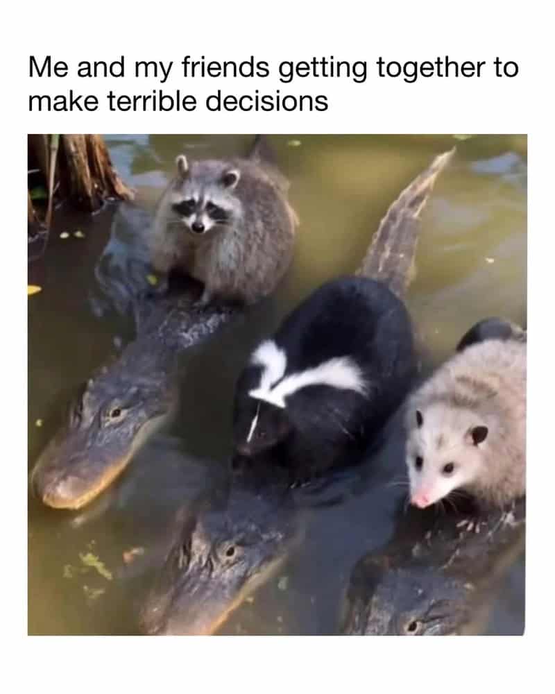 A peak funny animal meme featuring a raccoon, a skunk, and an opossum all hitching a ride on the backs of three large alligators in a swamp. The caption perfectly labels the chaos: "Me and my friends getting together to make terrible decisions."