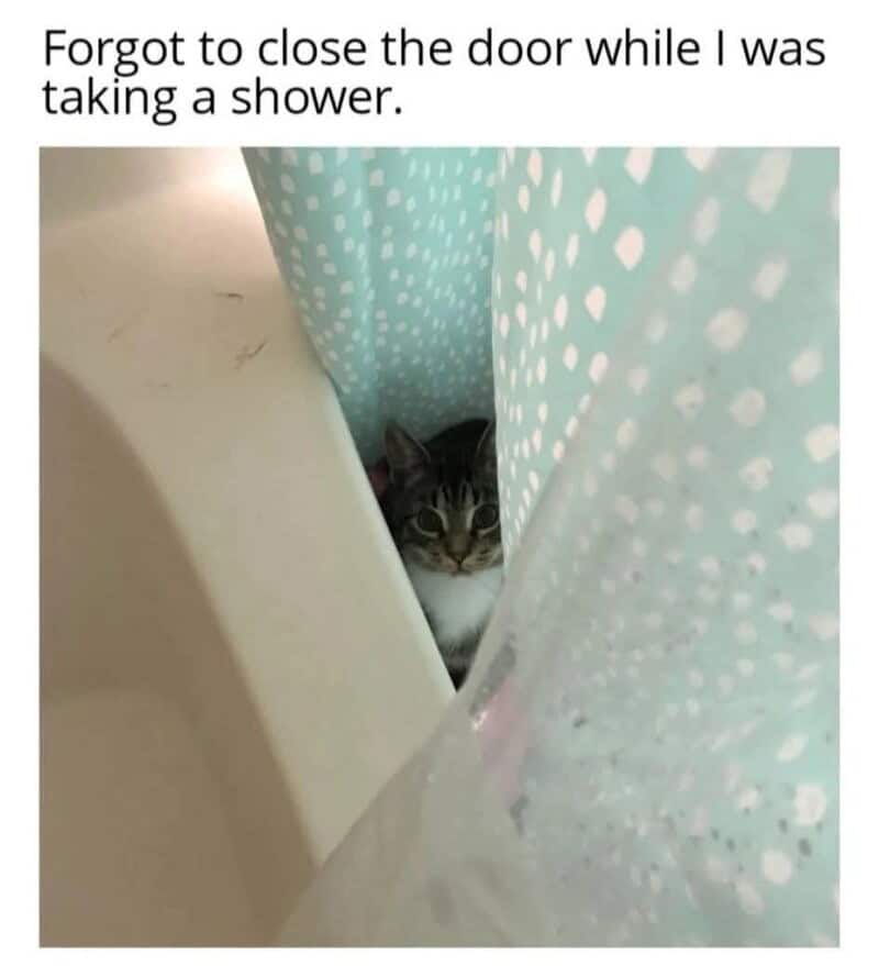 This funny animal meme captures a wide-eyed tabby cat peeking through a gap in a teal shower curtain with an intense, judgmental stare. The caption reads: "Forgot to close the door while I was taking a shower."