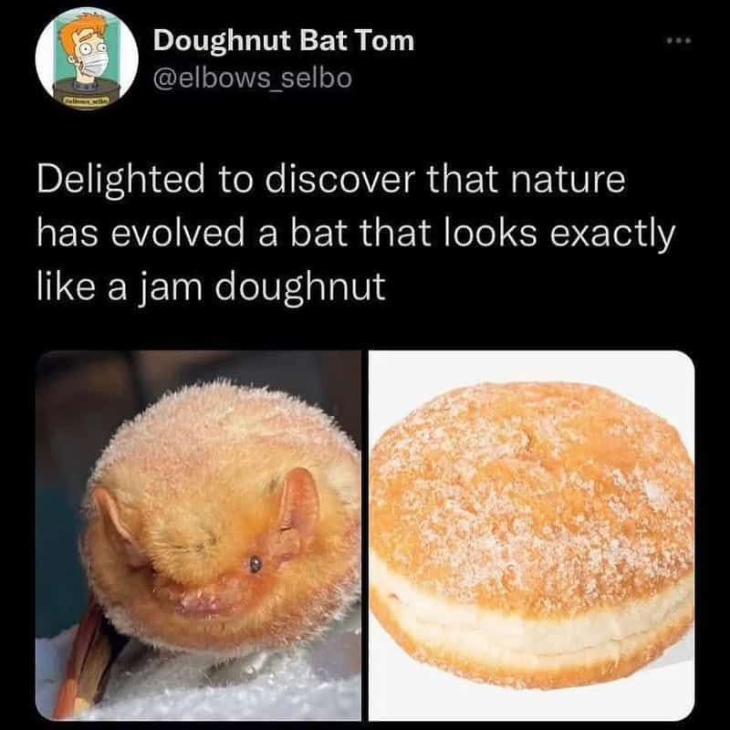 delightful comparison funny animal meme side-by-lining an Eastern Red Bat—round, fuzzy, and orange—with a sugar-coated jam doughnut. The tweet notes, "Delighted to discover that nature has evolved a bat that looks exactly like a jam doughnut."
