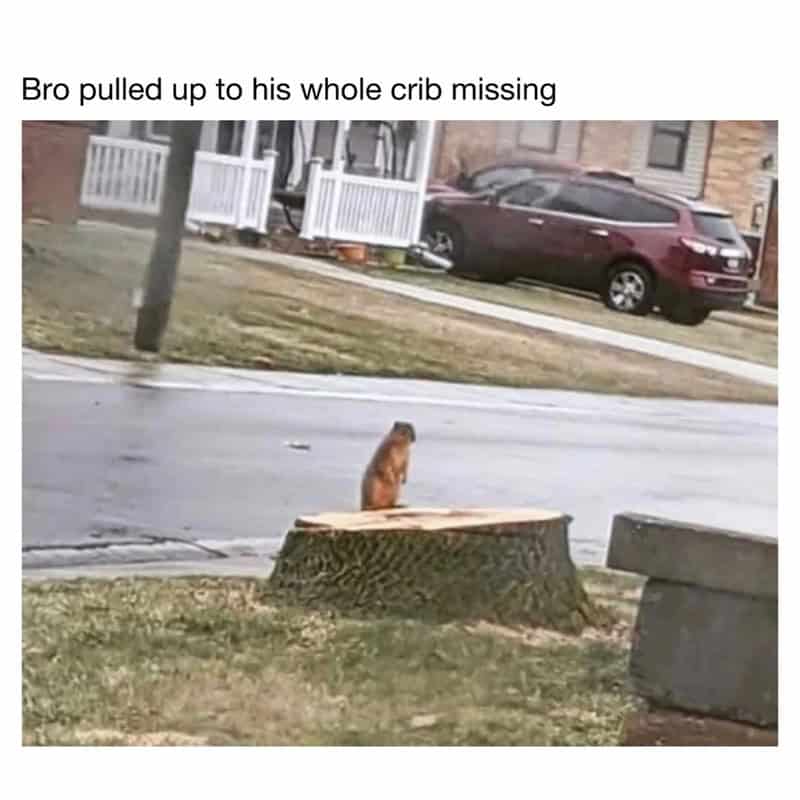tragicomically relatable funny animal meme of a lone squirrel standing upright on a freshly cut tree stump in a suburban neighborhood. The text quips: "Bro pulled up to his whole crib missing."