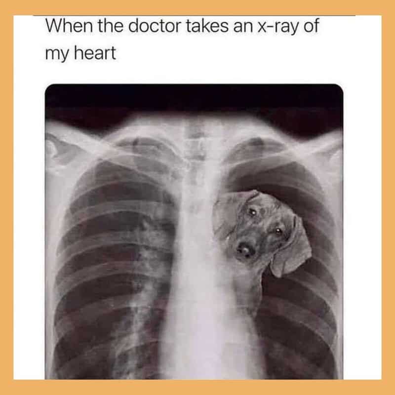 wholesome funny animal meme showing a fake chest X-ray where a small dog's head is clearly visible inside the heart, representing the literal truth behind the phrase "my heart belongs to my dog."