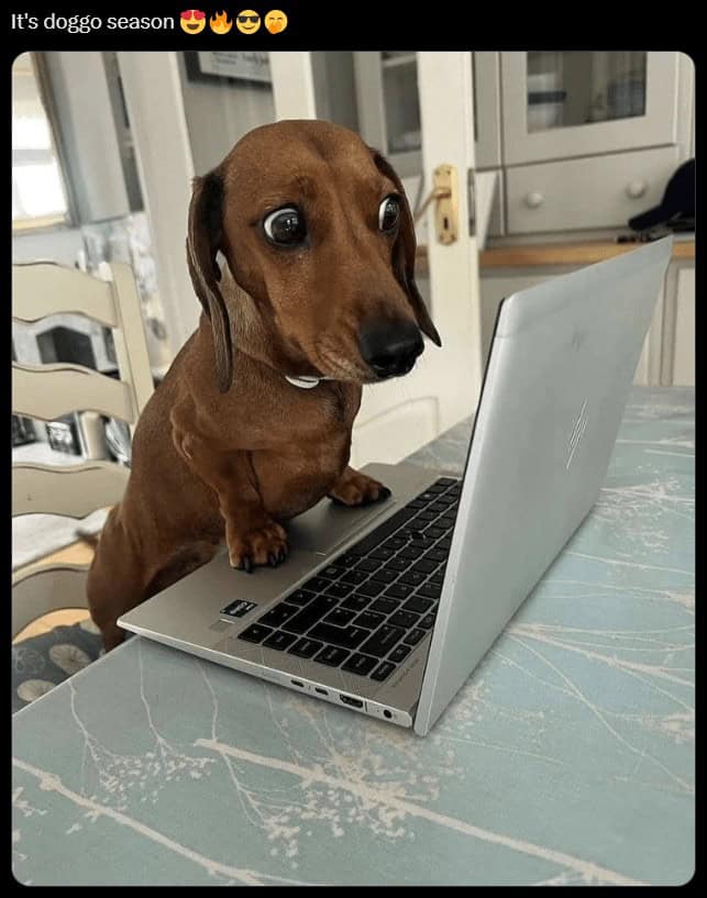 The bug-eyed intensity of work stress is captured in this funny animal picture of a dachshund leaning over a laptop at a kitchen table, captioned "It's doggo season."