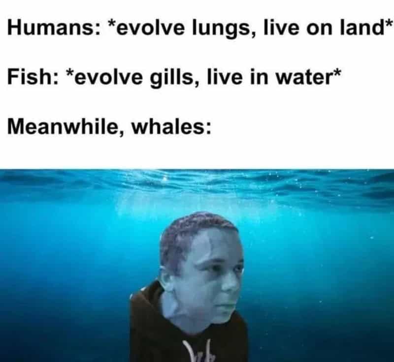 This funny animal meme parodies marine evolution by using the "guy holding back a cough" meme underwater to illustrate the intense pressure whales face by having to hold their breath while living in the ocean.