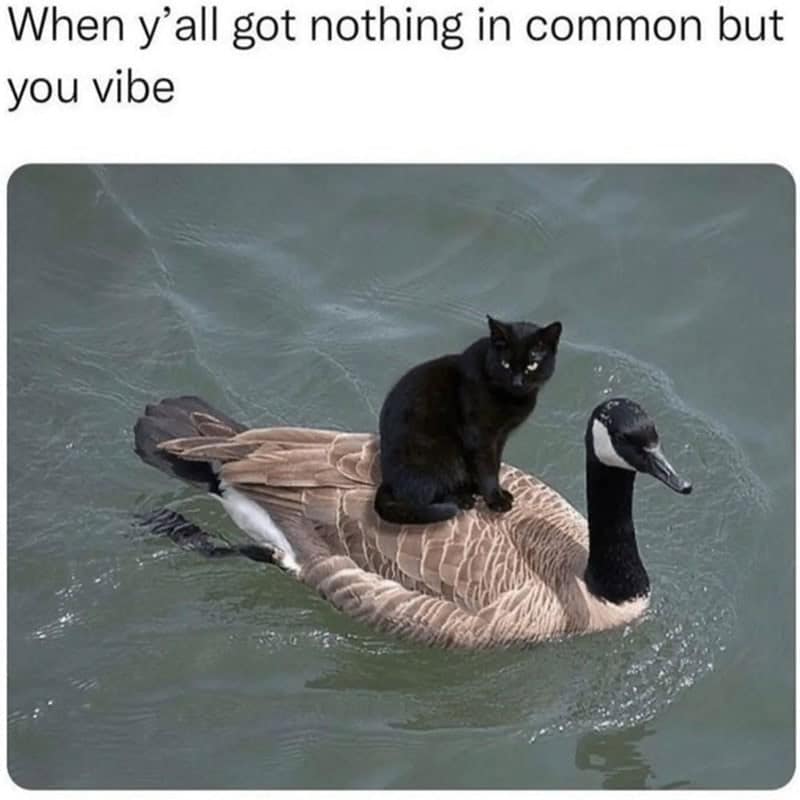 An unlikely aquatic commute defines this viral funny animal picture of a black cat stoically hitching a ride on the back of a swimming Canada goose.