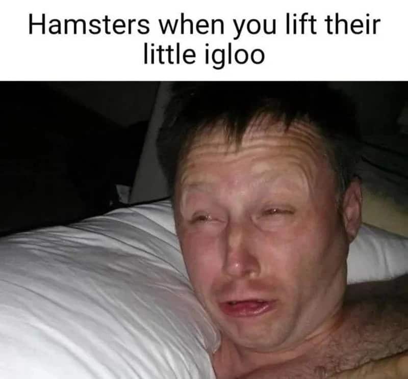 relatable funny animal meme showing a man with messy hair and squinting, light-sensitive eyes to represent the sheer confusion and betrayal a pet hamster feels when its owner lifts its plastic igloo during a nap.