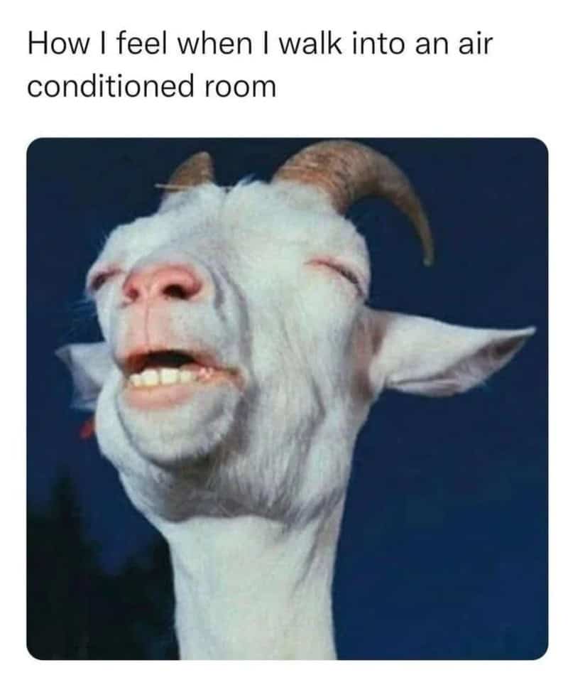 A funny animal meme capturing a white goat with its head tilted back and eyes closed in pure, unadulterated ecstasy, perfectly illustrating the relief of walking into an air-conditioned room on a blistering day.