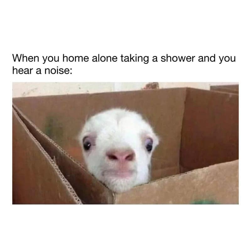 This funny animal meme uses a tiny white lamb peeking over the edge of a cardboard box with wide, soul-piercing eyes to depict the immediate panic of hearing a strange noise while showering home alone.