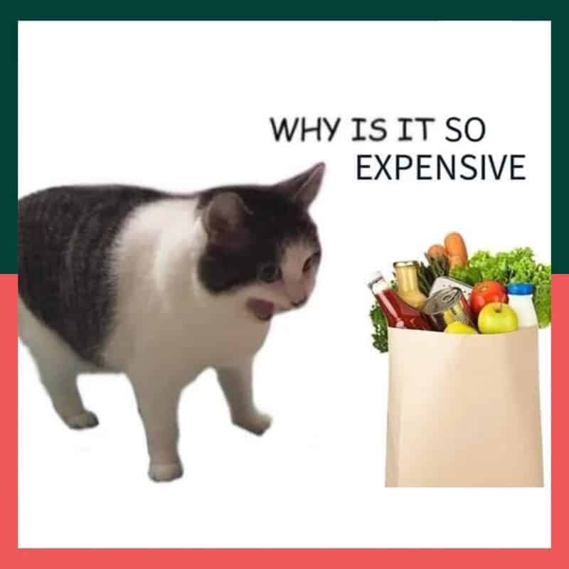 An inflation-themed funny animal meme showing a chunky black-and-white cat yowling in absolute horror at a brown paper bag filled with fresh groceries and produce