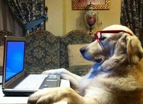A distinguished-looking golden retriever wears red-rimmed glasses while browsing a laptop on an ornate couch in this intellectual-themed animal meme.