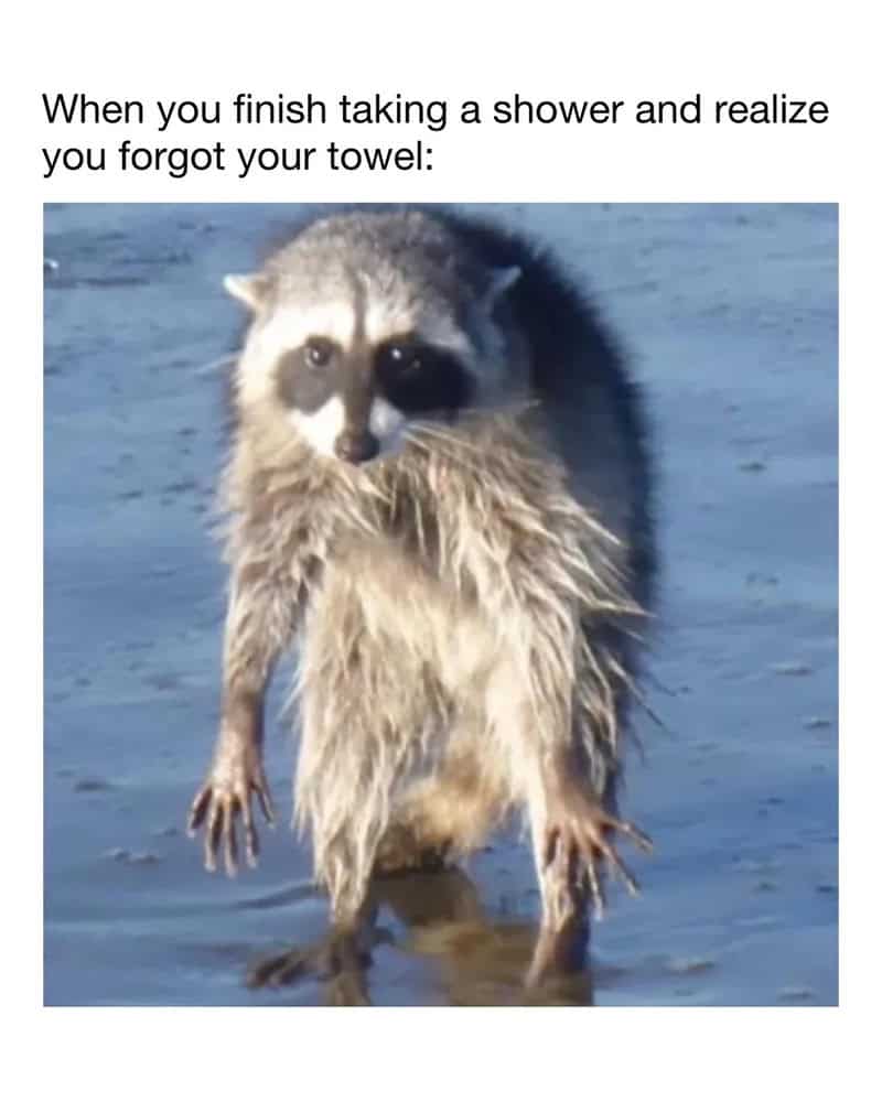 A relatable funny animal meme of a wet, slender raccoon standing upright on its hind legs in the water, capturing the awkward, freezing moment of realization when you finish a shower and notice the towel is gone.