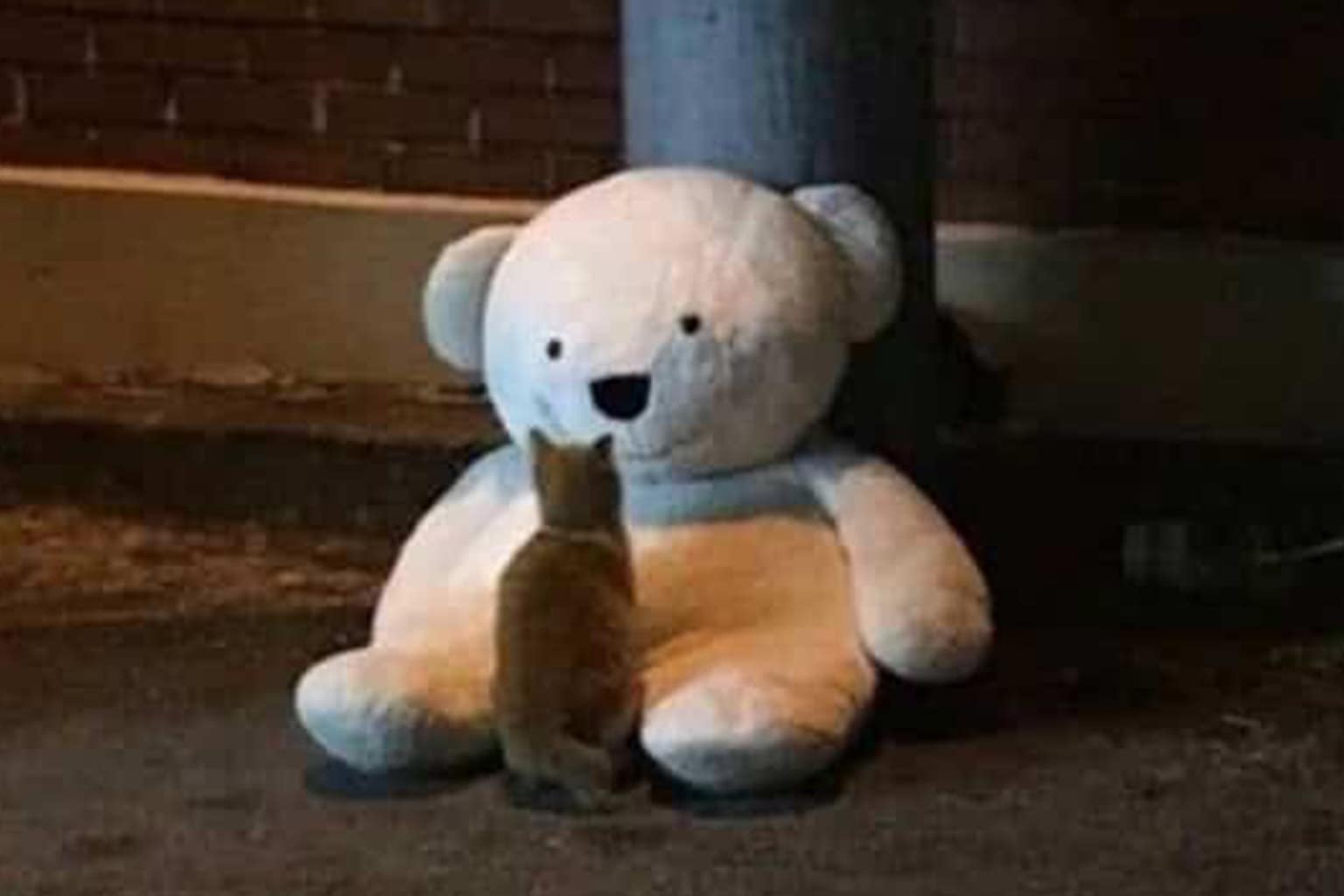 A collage of animal memes featuring a fluffy squirrel being hit by a comical gust of wind, a round fuzzy bat that looks exactly like a jam doughnut, and a trio of "trash pandas" and friends riding on the backs of alligators.