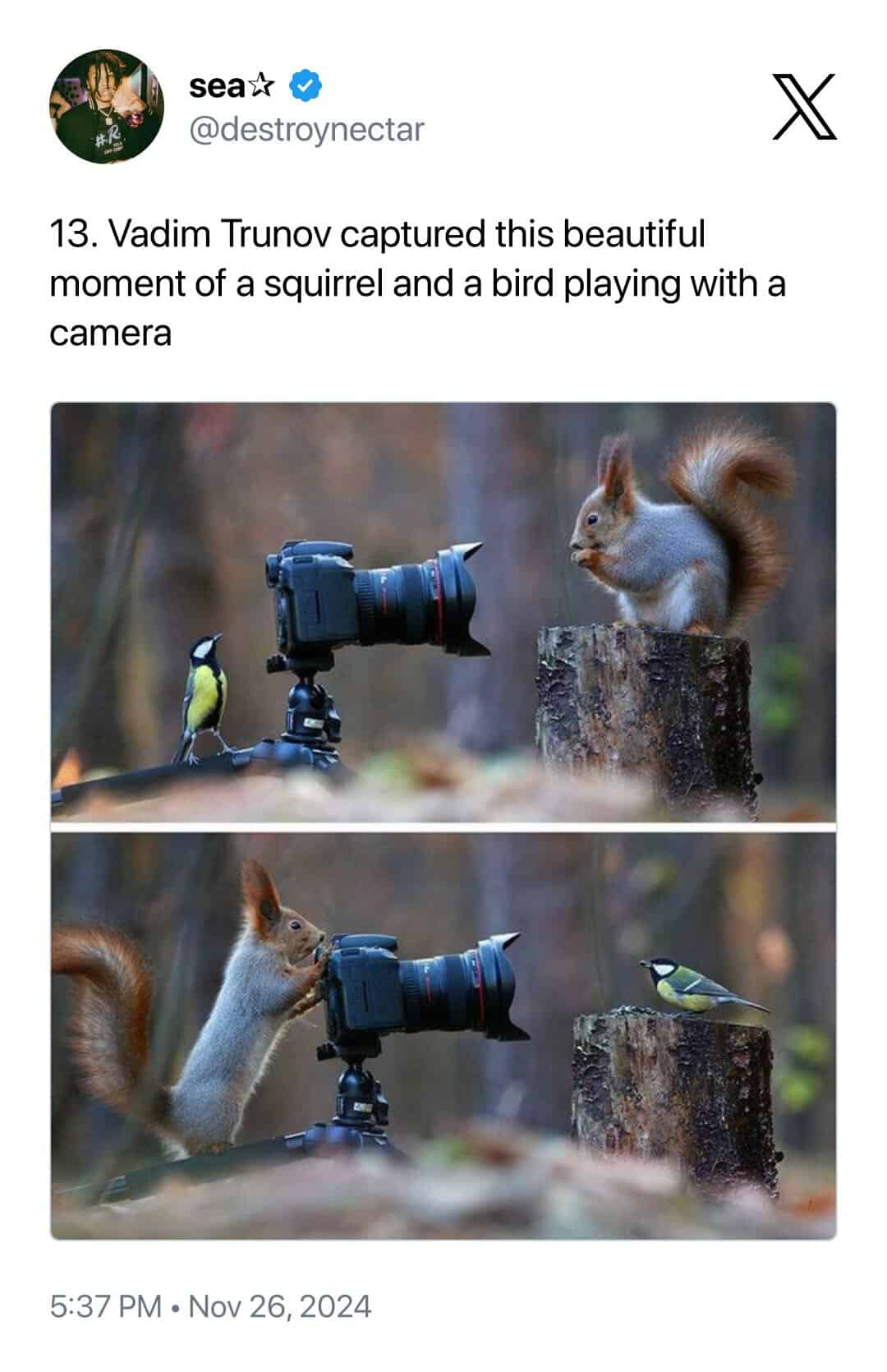 delightful two-frame sequence captured by Vadim Trunov showing a squirrel and a small yellow bird taking turns "photographing" each other with a professional camera set up on a tripod in a forest.