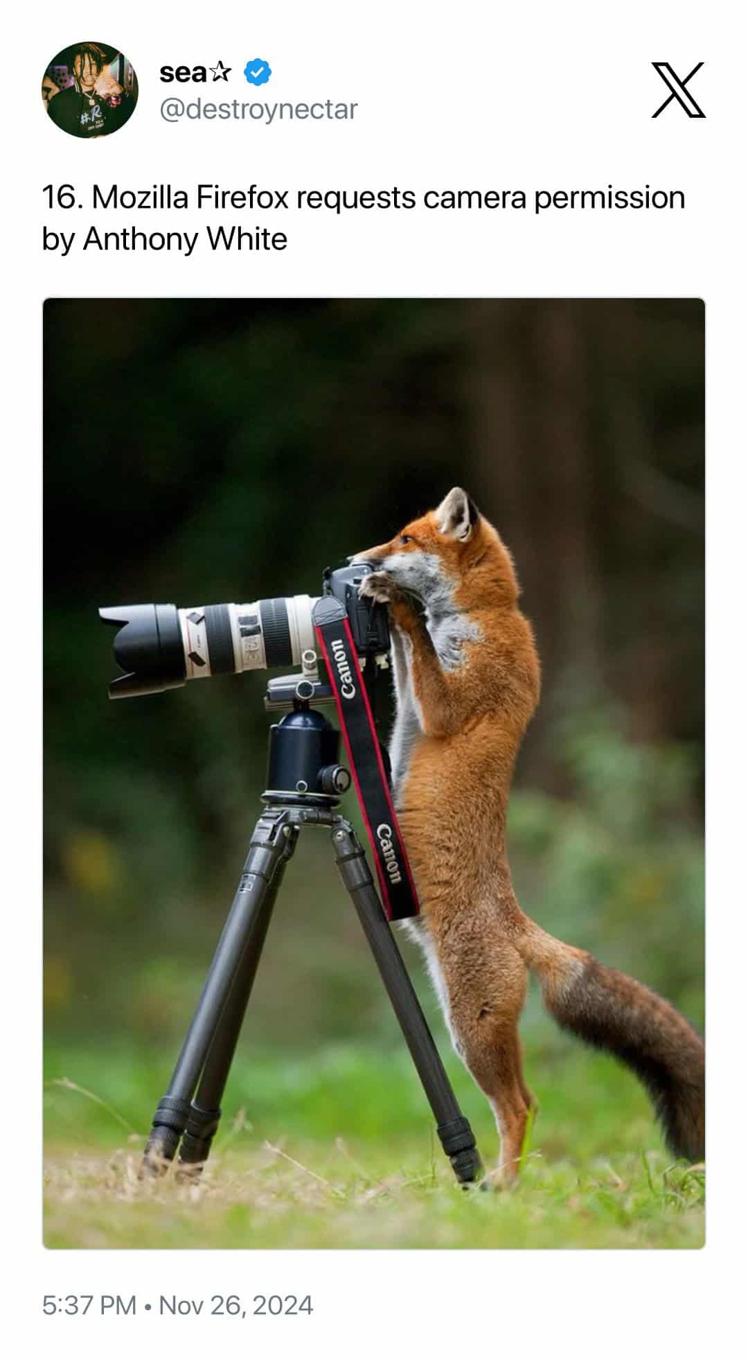 funny animal photobomb by Anthony White showing a red fox standing on its hind legs behind a tripod-mounted Canon camera, appearing to peer through the viewfinder. The caption puns: "Mozilla Firefox requests camera permission."