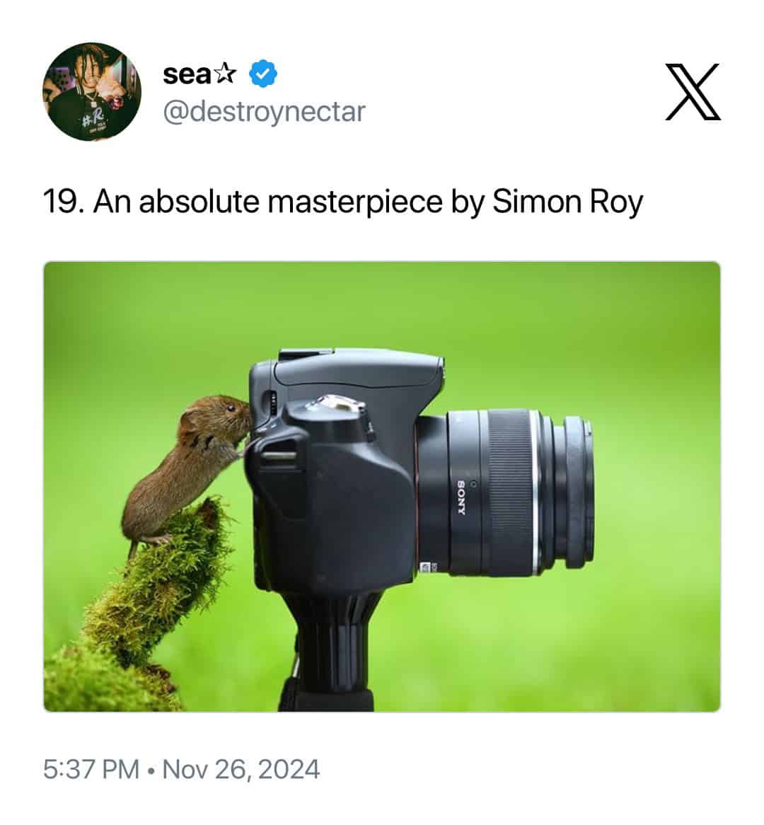 A tiny, "absolute masterpiece" by Simon Roy, capturing a small harvest mouse standing on a mossy branch to peek curiously into the viewfinder of a professional Sony camera on a tripod.