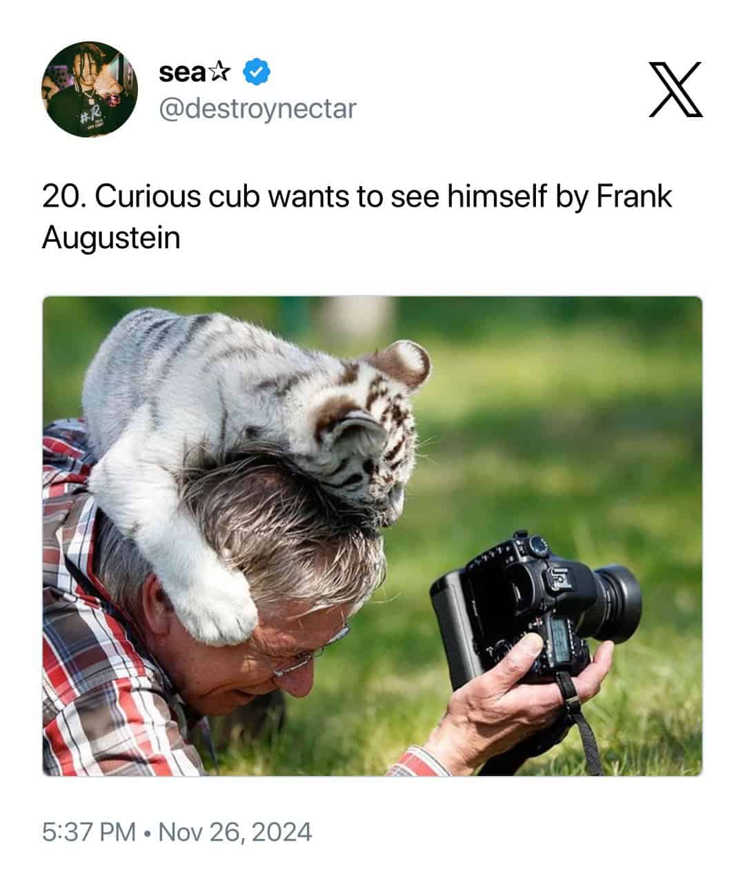 A heartwarming animal photobomb by Frank Augustein where a curious white tiger cub playfully climbs onto a photographer’s head while he is crouched down reviewing his photos.
