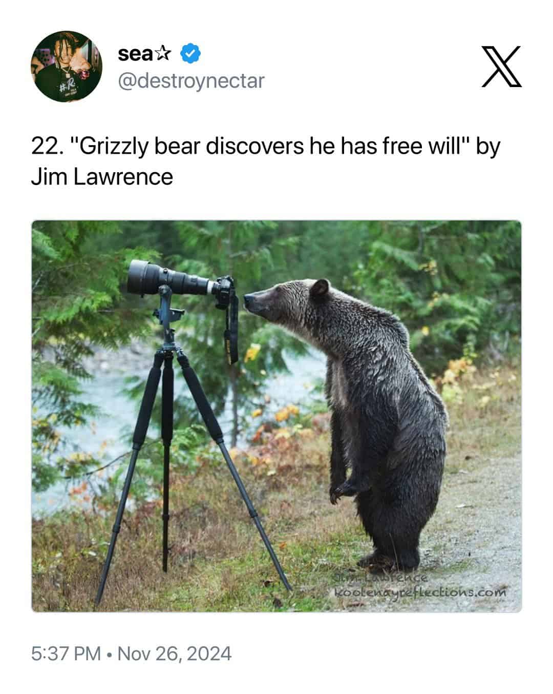 A majestic yet funny animal photobomb by Jim Lawrence titled "Grizzly bear discovers he has free will," showing a large grizzly bear standing on its hind legs to peer into the viewfinder of a professional Nikon camera.