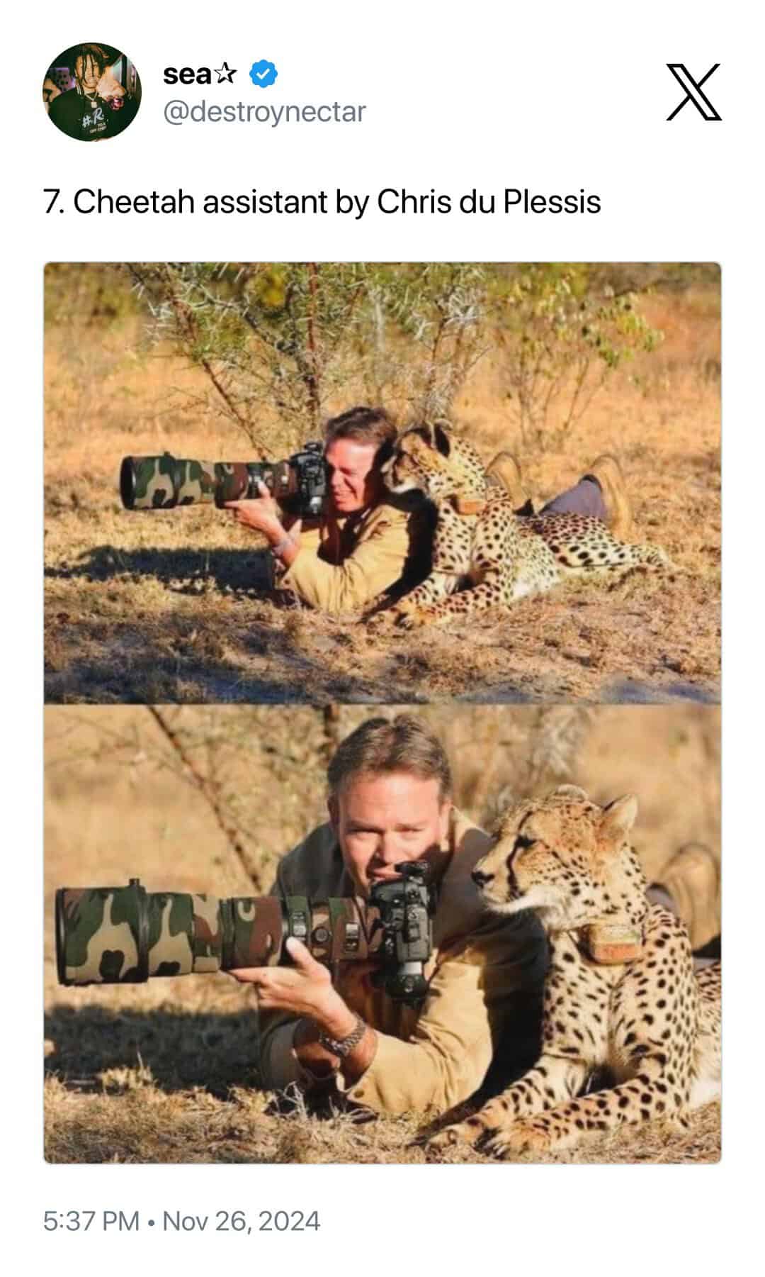 striking case of animals interrupting wildlife photographers titled "Cheetah Assistant" by Chris du Plessis. Two panels show a cheetah lying calmly in the dirt right next to a photographer, appearing to peer through the camera viewfinder alongside him to check his work.