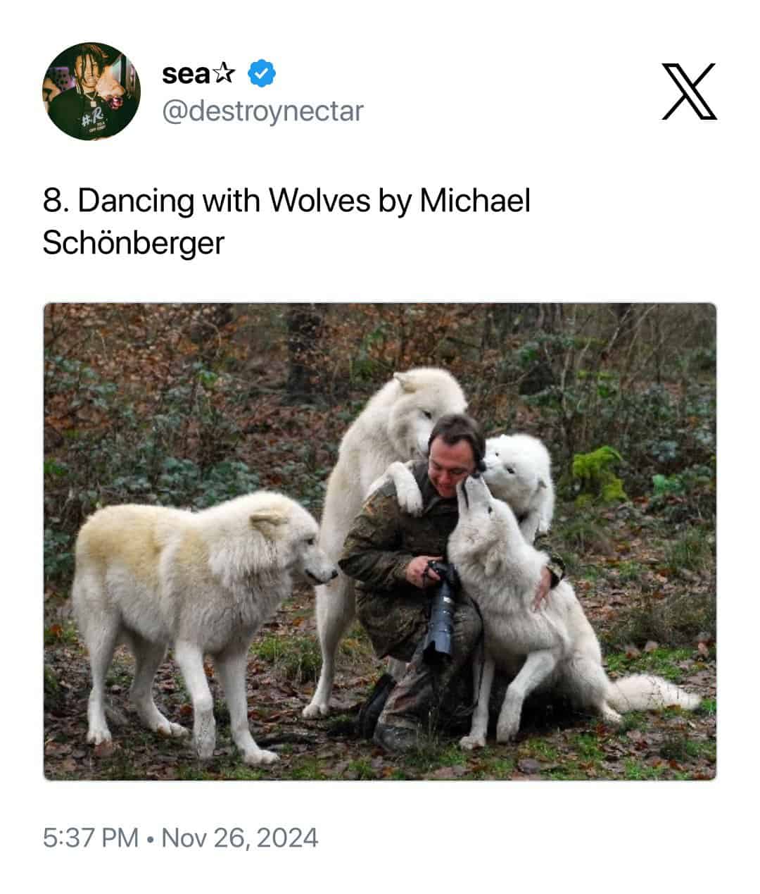 serene moment of animals interrupting wildlife photographers titled "Dancing with Wolves" by Michael Schönberger. A photographer kneeling in a wooded area is surrounded by three white wolves who are nuzzling his face and shoulders with extreme affection.