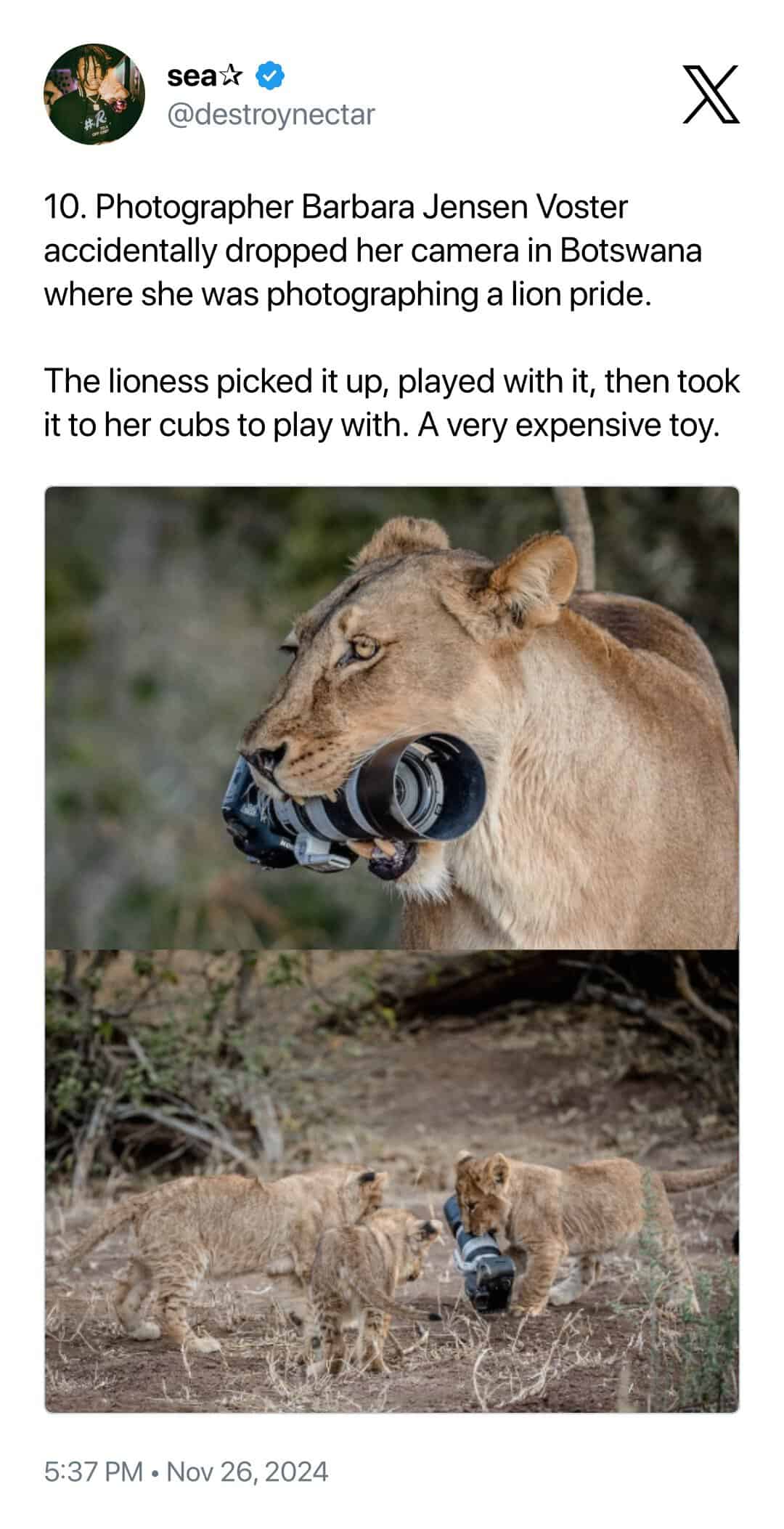 A legendary instance of animals interrupting wildlife photographers involving Barbara Jensen Voster. A lioness in Botswana is shown carrying a professional DSLR and massive lens in her mouth like a trophy, followed by a shot of her cubs playing with the "very expensive toy" in the brush.