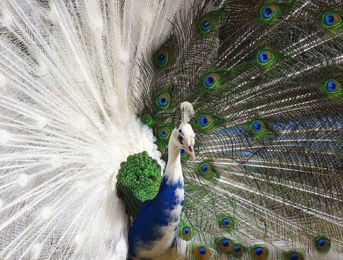 A stunning peacock displaying half-white and half-colored feathers due to a rare genetic condition.