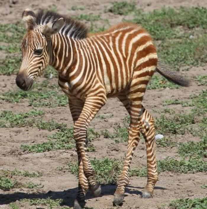 A rare golden zebra foal with brown stripes instead of black walking across dry plains.