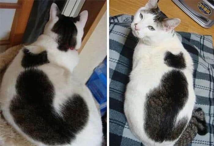 A white cat with a large black patch on its back that resembles a sitting cat.