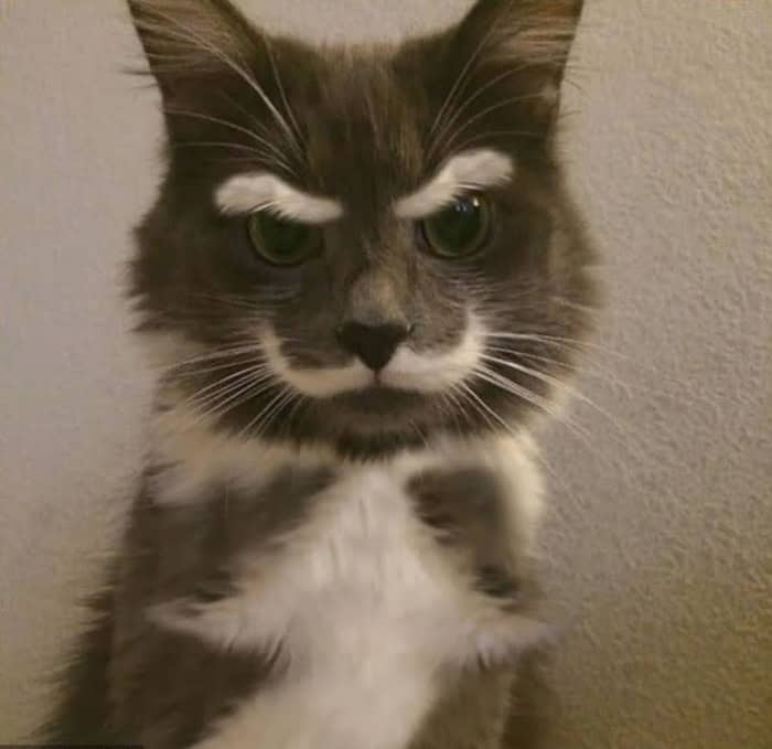 A fluffy grey and white cat with markings that resemble angry eyebrows and a mustache.