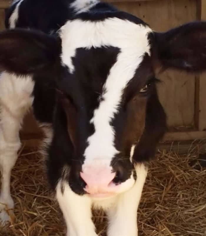 A black and white calf featuring a perfectly shaped white number seven on its forehead.