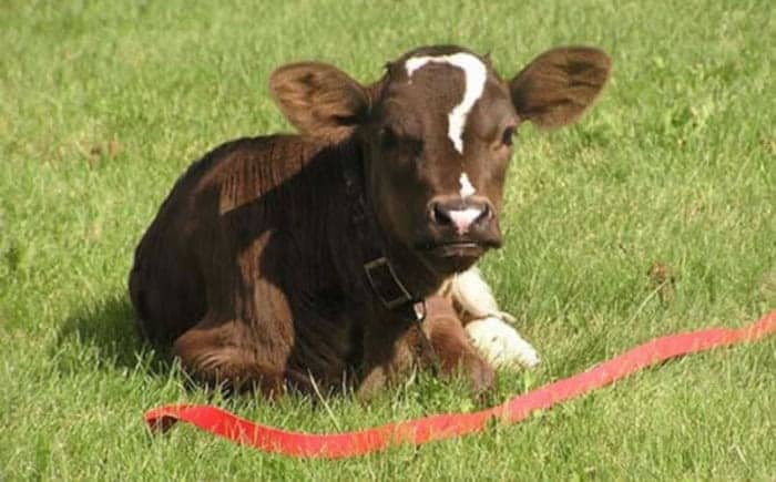 A small brown calf resting in the grass with a white question mark birthmark on its head.