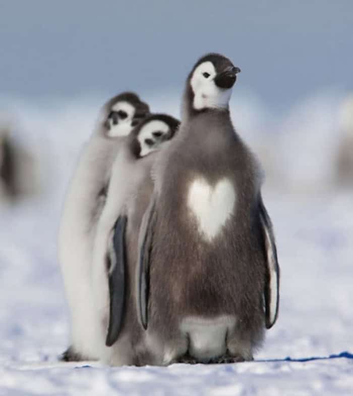 An adorable baby penguin standing in the snow with a perfect white heart on its chest.